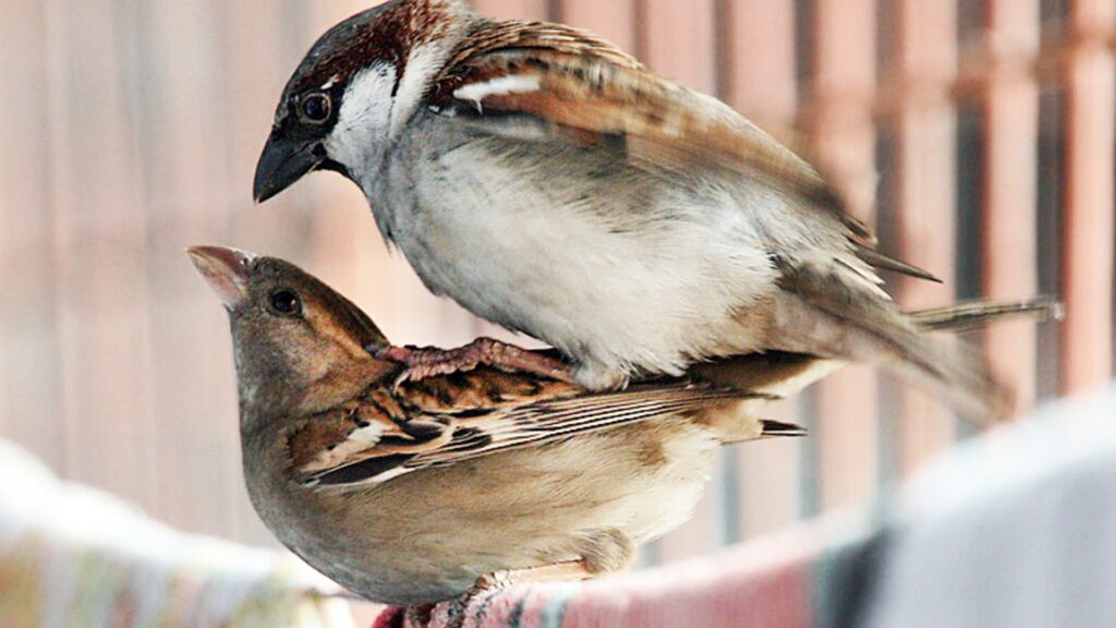 Les nouvelles perspectives de chant ont permis aux oiseaux de proposer des chants plus attirants. // Source : J.M.Garg, Wikimédia