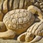 Tortues // Source : Pixabay