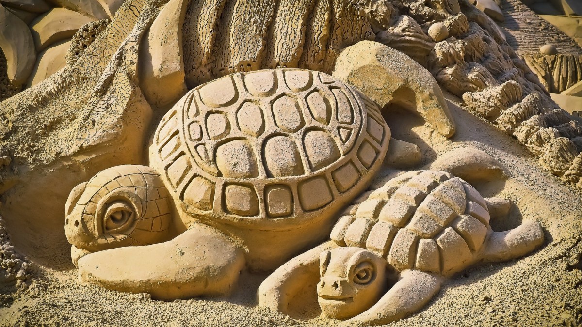 Tortues // Source : Pixabay