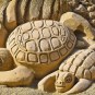 Turtles // Source: Pixabay Turtles // Source: Pixabay