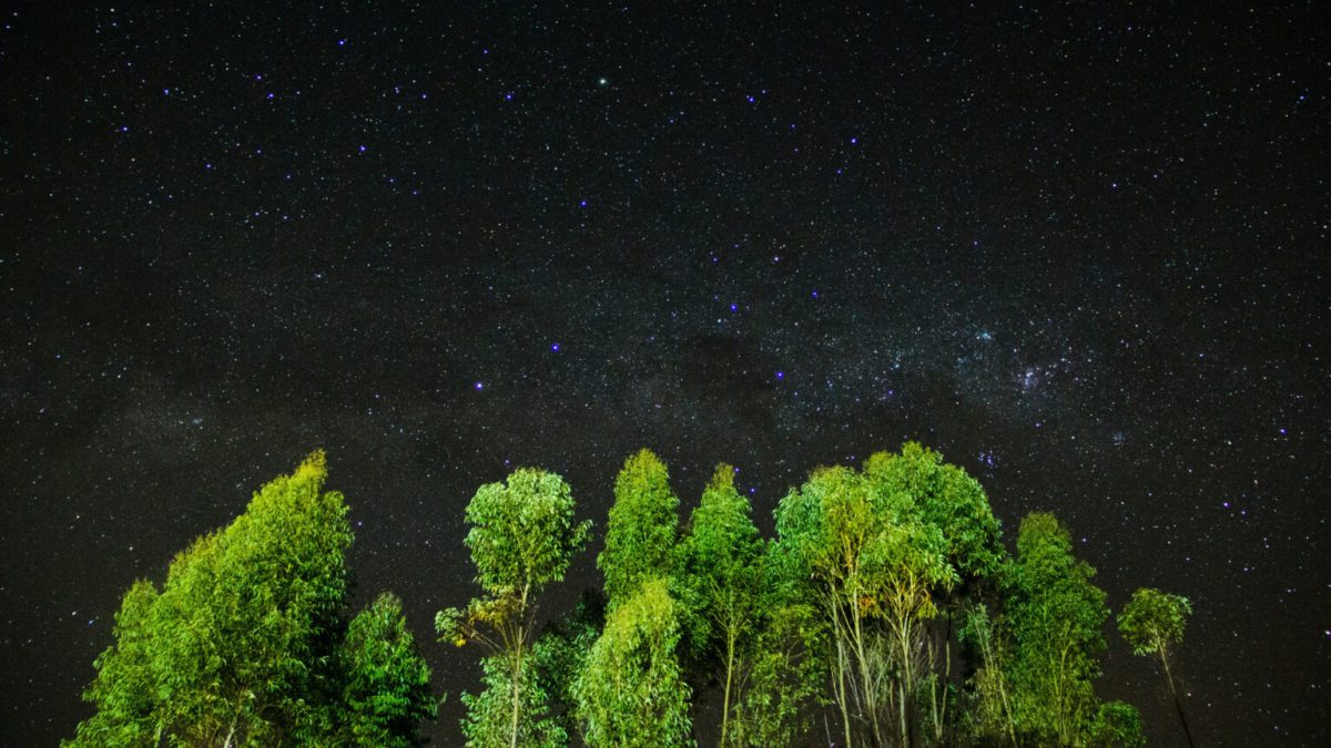 Arbres et ciel étoilé. // Source : Pexels/Matheus Bertelli (photo recadrée)