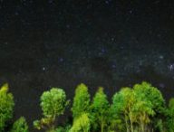 Arbres et ciel étoilé. // Source : Pexels/Matheus Bertelli (photo recadrée)