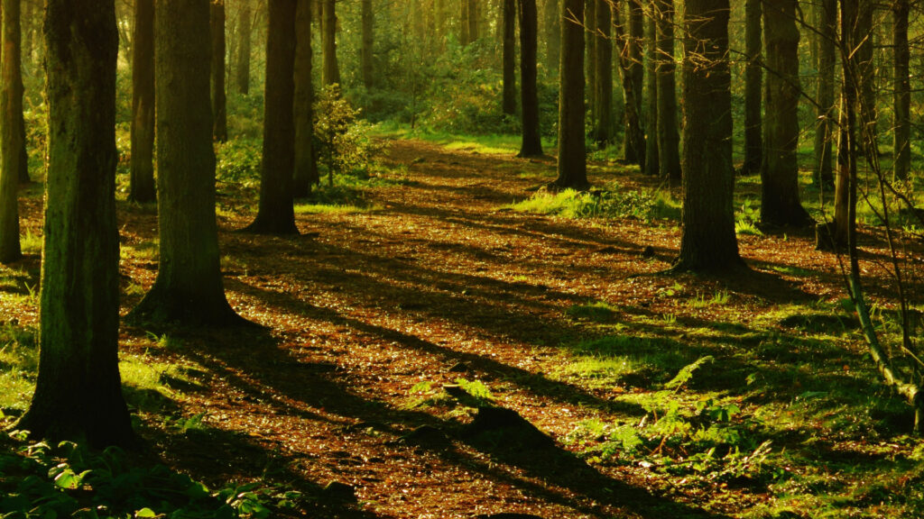 Des arbres et leurs ombres. // Source : Pexels/Anthony (photo recadrée)