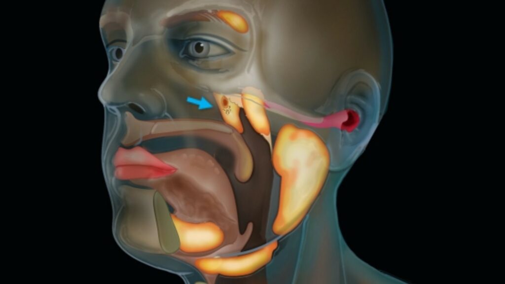 Les glandes salivaires nouvellement découvertes sont pointées par la flèche bleue. // Source : Netherlands Cancer Institute