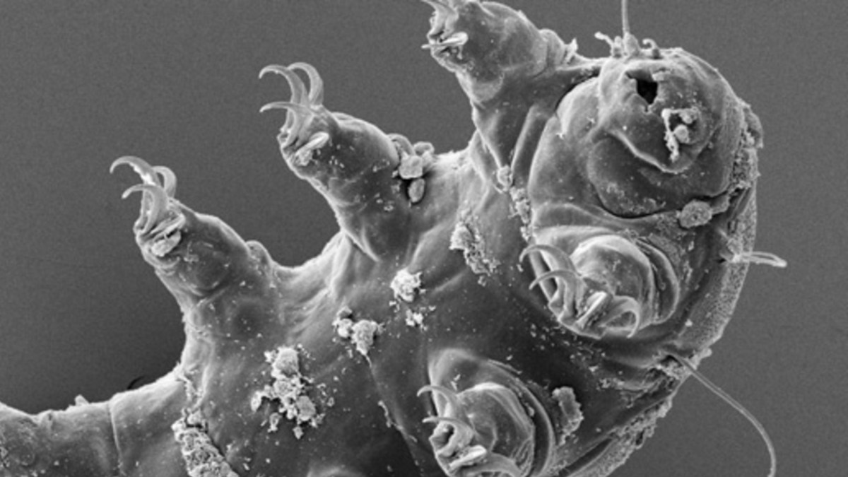 Tardigrade. // Source : ESA