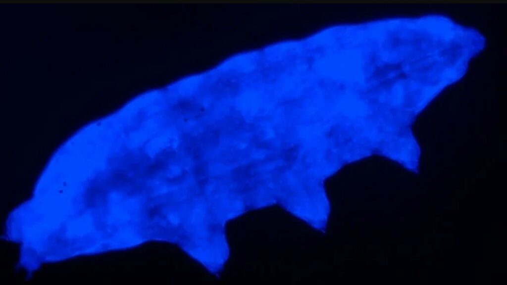 Phénomène de fluorescence chez cette espèce de tardigrade. // Source : Biology Letters (Suma et al.)