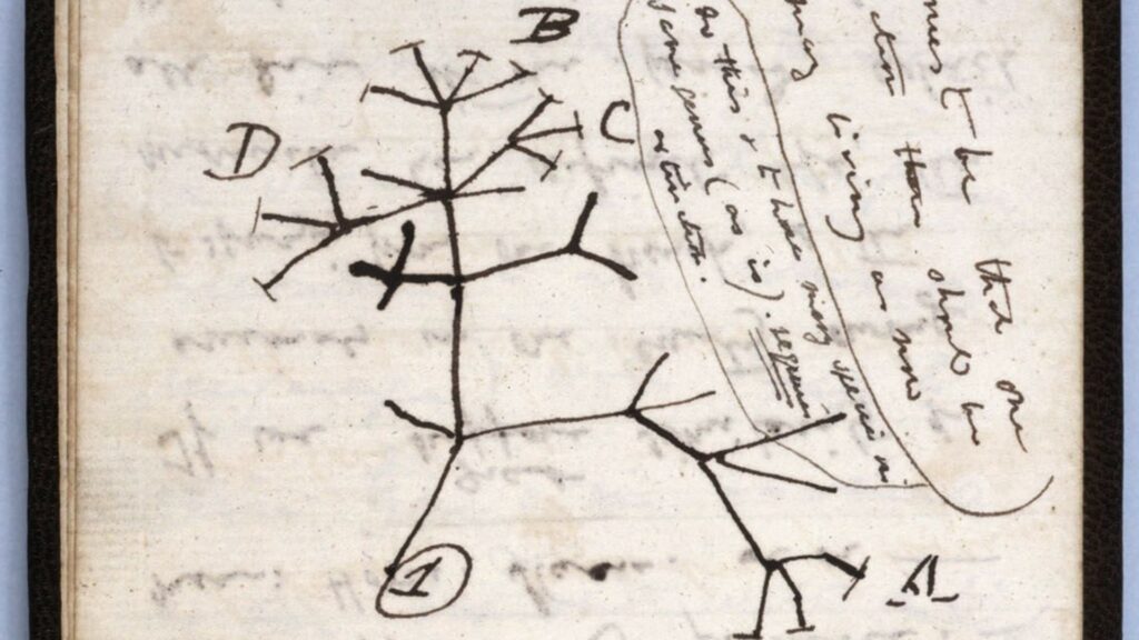 Extrait du carnet B de Darwin, contenant l'arbre de la vie, première ébauche. // Source : Bibliothèque de Cambridge