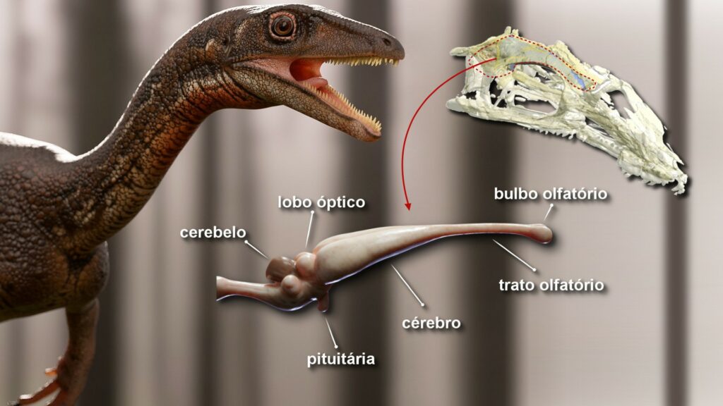 La reconstitution 3D du cerveau de ce dinosaure. // Source : Márcio L. Castro