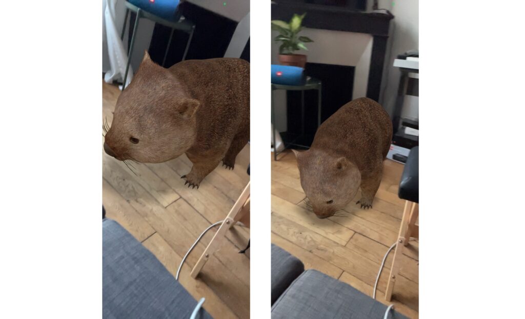 Un wombat dans votre salon ? C'est possible et c'est merveilleux // Source : Marie Turcan pour Numerama