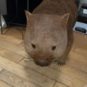 Un wombat dans votre salon, c'est possible et c'est merveilleux. // Source : Marie Turcan pour Numerama
