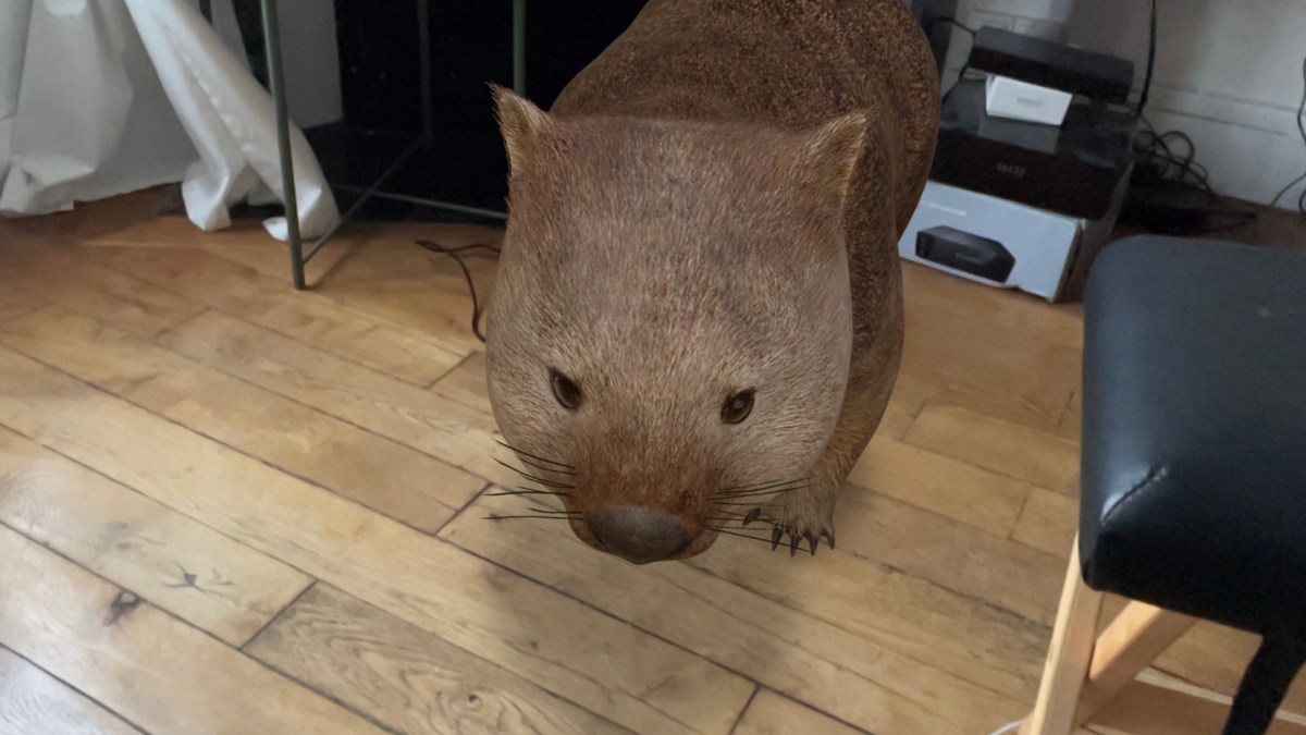 Un wombat dans votre salon, c'est possible et c'est merveilleux. // Source : Marie Turcan pour Numerama