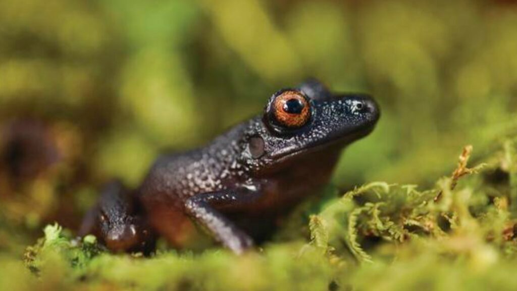 « Devil Eyes Frog », une espèce de grenouille que l'on avait pas vu depuis 20 ans, et que l'on croyait éteinte.. // Source : Steffen Reichle