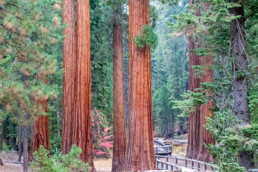 Une forêt de séquoias // Source : Kc Welch / Unsplash