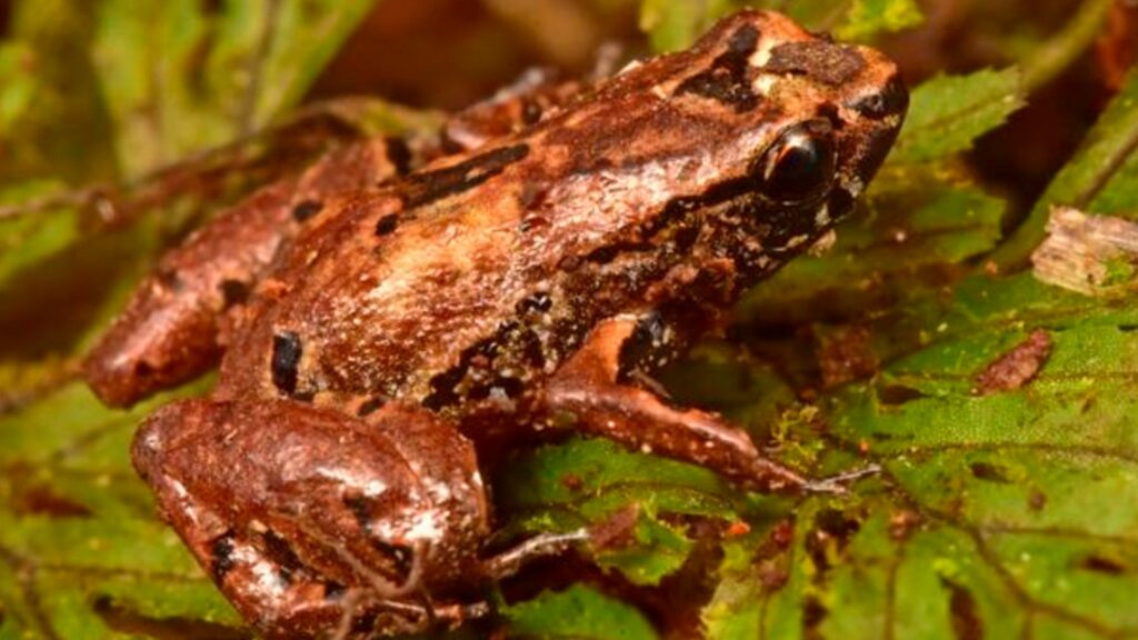 « Liliputian frog », nouvelle espèce de grenouille mesurant 1 cm. // Source : Trond Larsen