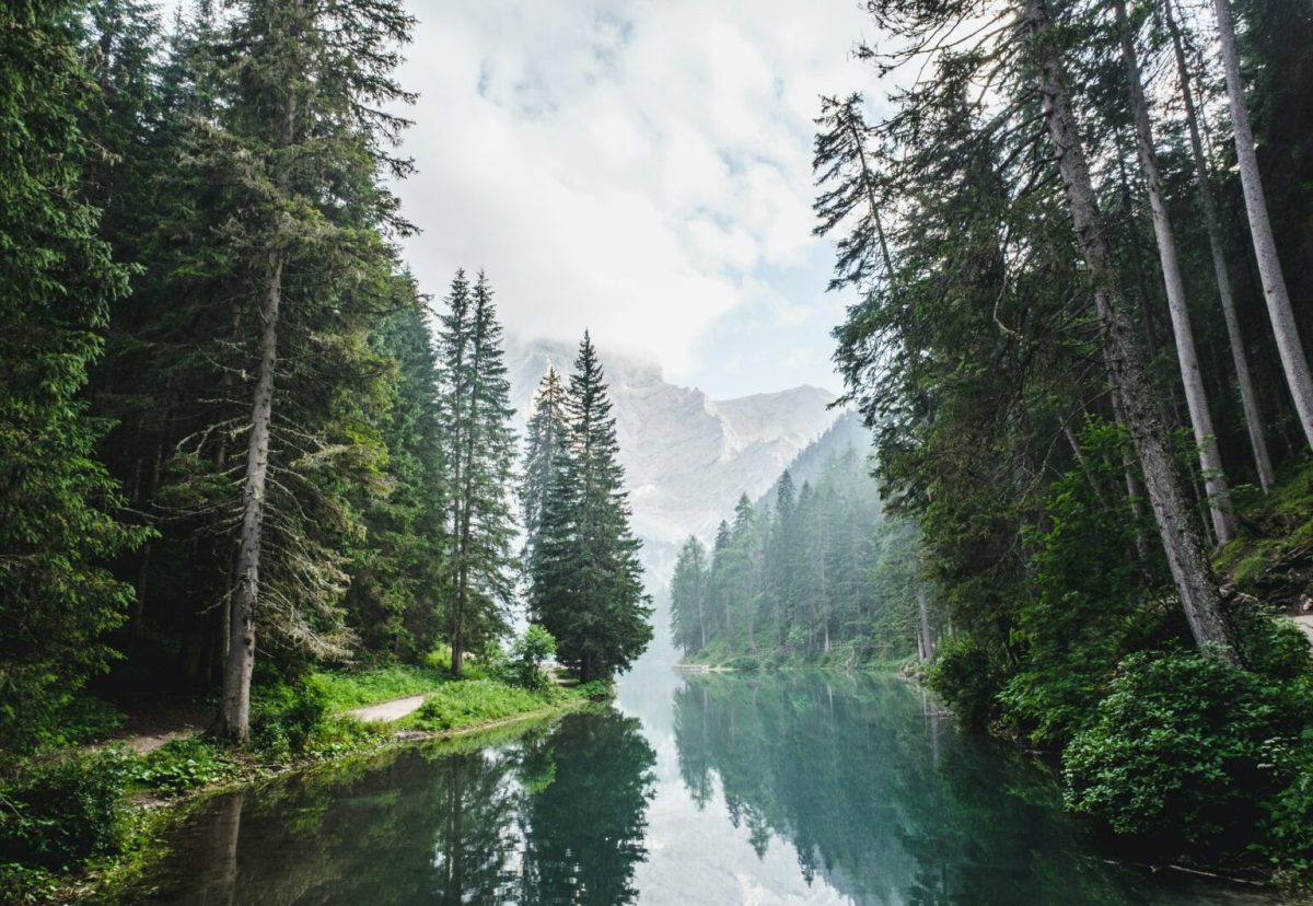 Une forêt // Source : Luca Bravo / Unsplash