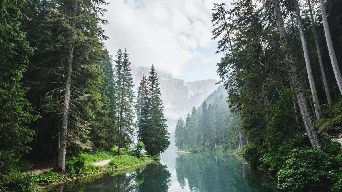 Une forêt // Source : Luca Bravo / Unsplash