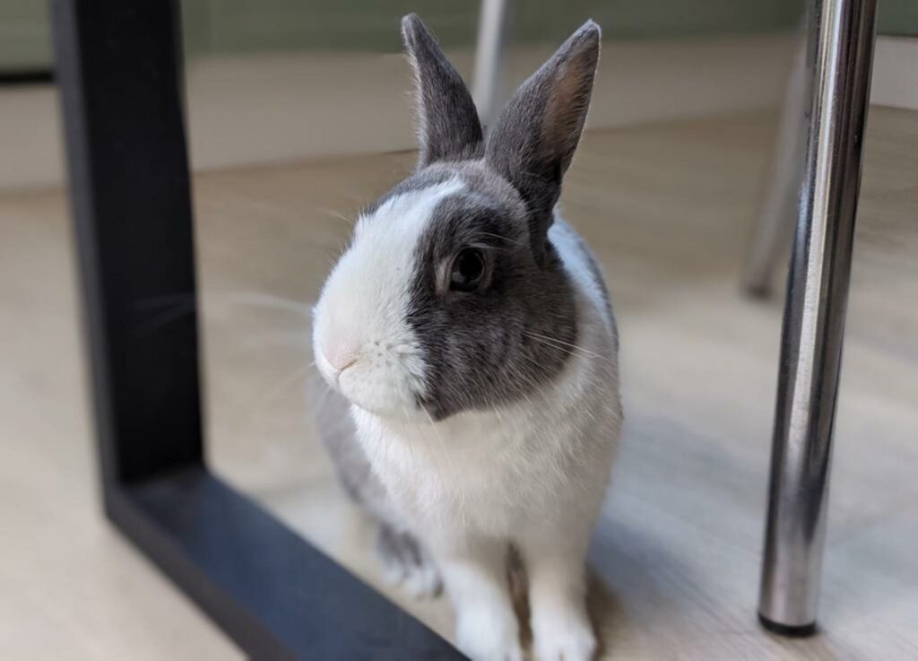Pluton n'est pas qu'une planète, c'est aussi le lapin d'un membre de la rédaction de Numerama Pluton n'est pas qu'une planète, c'est aussi le lapin d'un membre de la rédaction de Numerama