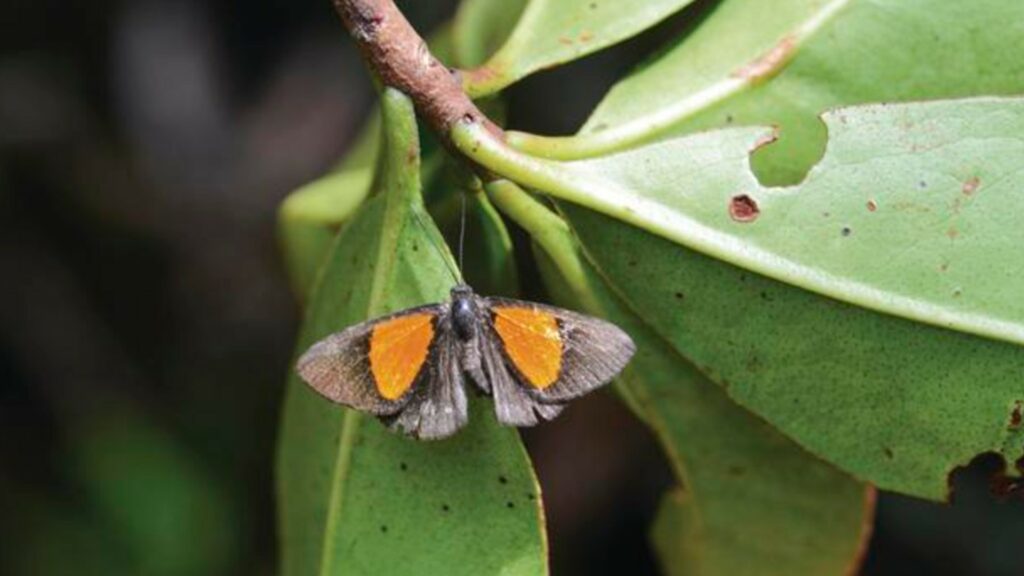 Nouvelle espèce de papillon découverte près de La Paz. // Source : Fernando Guerra