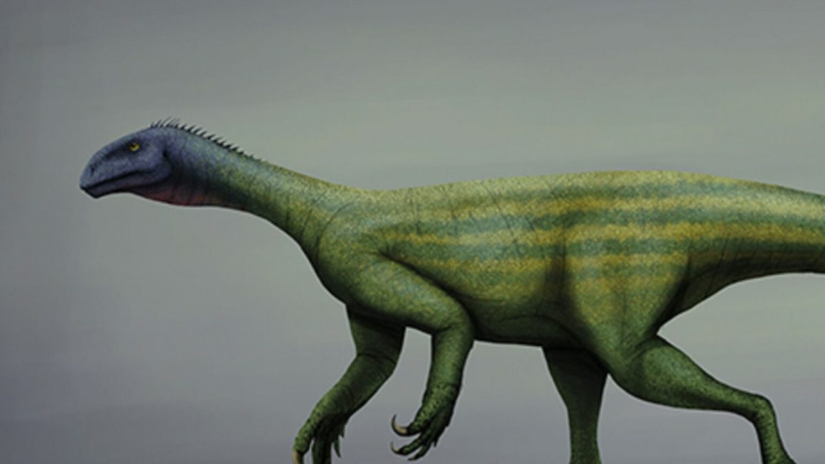 Thecodontosaurus. // Source : Mario Lanzas