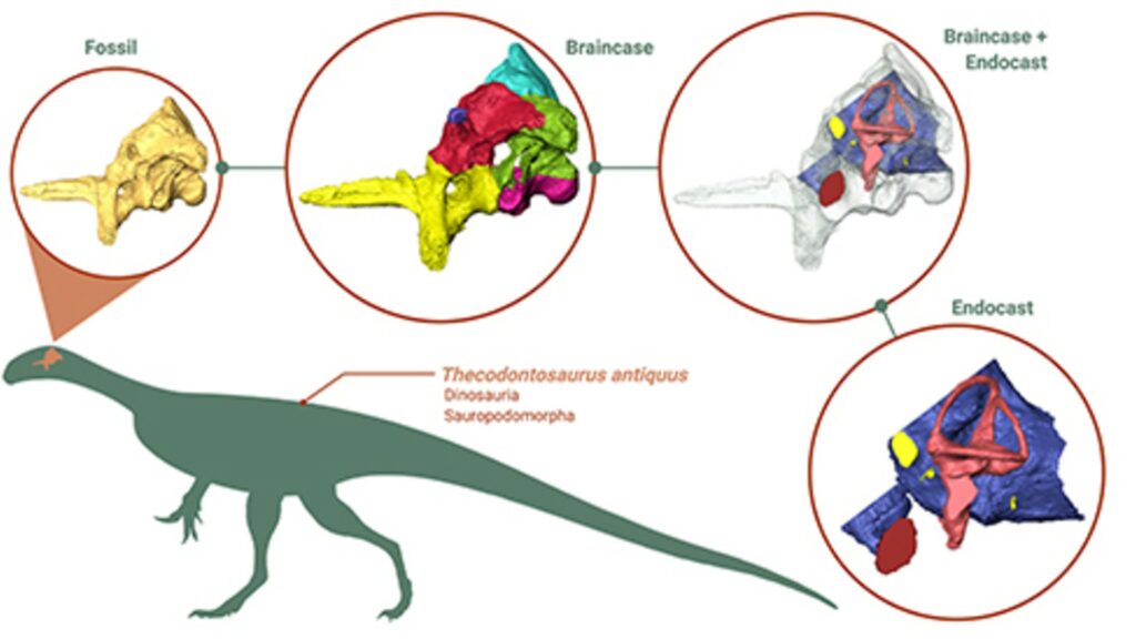 Les scientifiques ont pu reconstituer le cerveau du Thecodontosaurus grâce à une technique d'imagerie très perfectionnée. // Source : Antonio Ballell with BioRender.com, Thecodontosaurus silhouette from PhyloPic.org