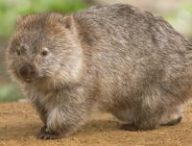 Un wombat  // Source : JJ Harrison / Wikimedia Commons
