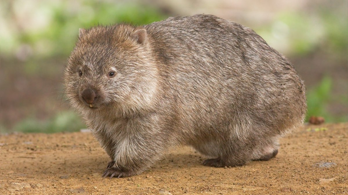 Un wombat  // Source : JJ Harrison / Wikimedia Commons