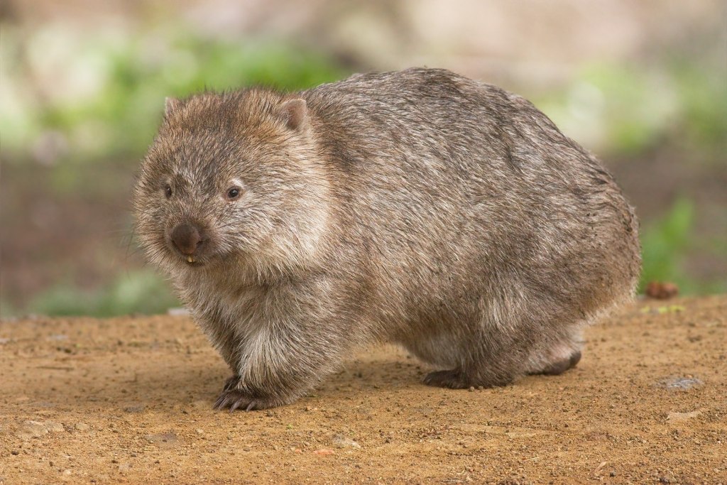 Un wombat  // Source : JJ Harrison / Wikimedia Commons