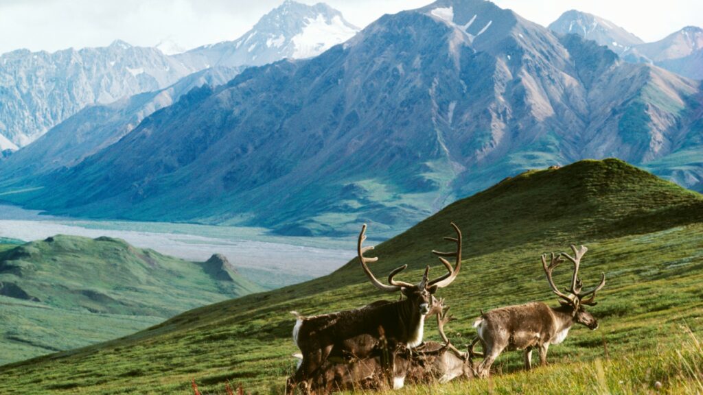 Des caribous, au refuge de la faune arctique de l'Alaska. // Source : Alaska Conservation Foundation