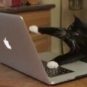 Les pitis chats faites attention aux phishings !! // Source : Computer cat meme