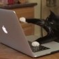Les pitis chats faites attention aux phishings !! // Source : Computer cat meme