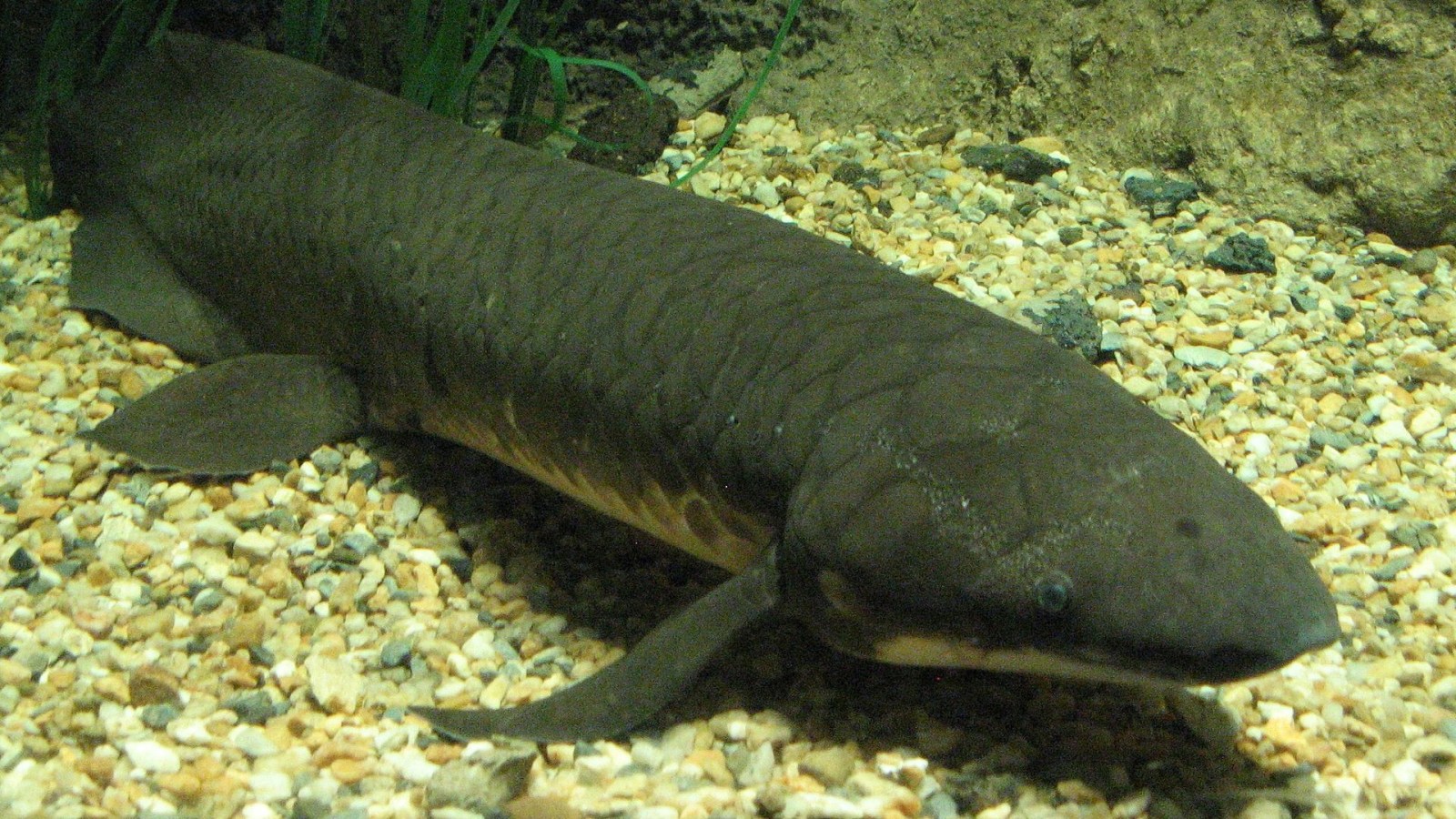 Le génome de ce poisson apporte des indices sur notre propre histoire évolutive