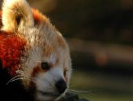 Un panda roux. // Source : Flickr/CC/Jakub Steiner (photo recadrée)