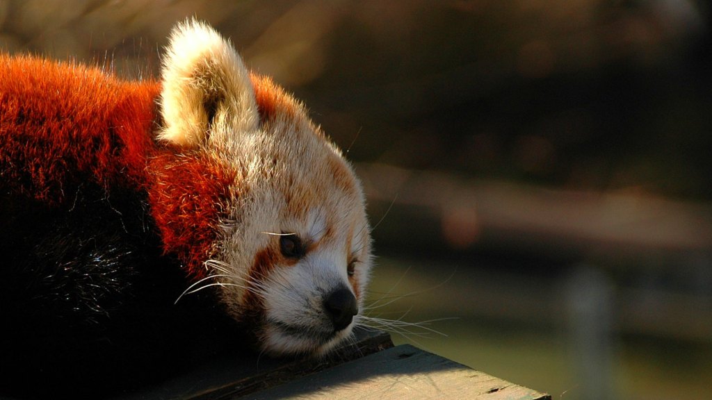 Un panda roux. // Source : Flickr/CC/Jakub Steiner (photo recadrée)