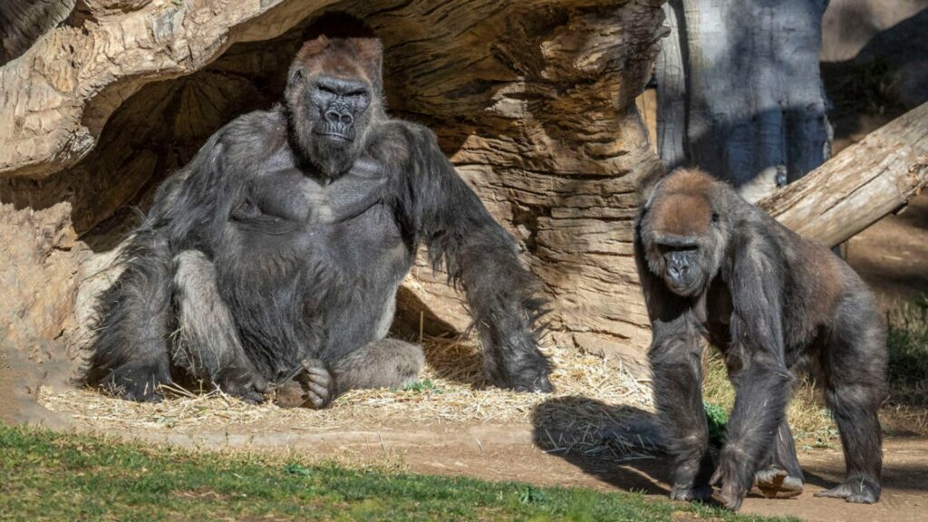 Deux des gorilles du Zoo de San Diego. // Source : San Diego Zoo