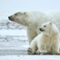Ours polaires en Alaska, dans le refuge de la faune arctique. // Source : Alan D. Wilson / Wikimedia