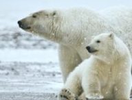 Ours polaires en Alaska, dans le refuge de la faune arctique. // Source : Alan D. Wilson / Wikimedia