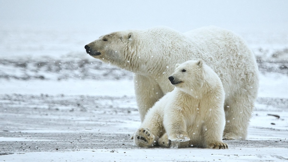 Ours polaires en Alaska, dans le refuge de la faune arctique. // Source : Alan D. Wilson / Wikimedia