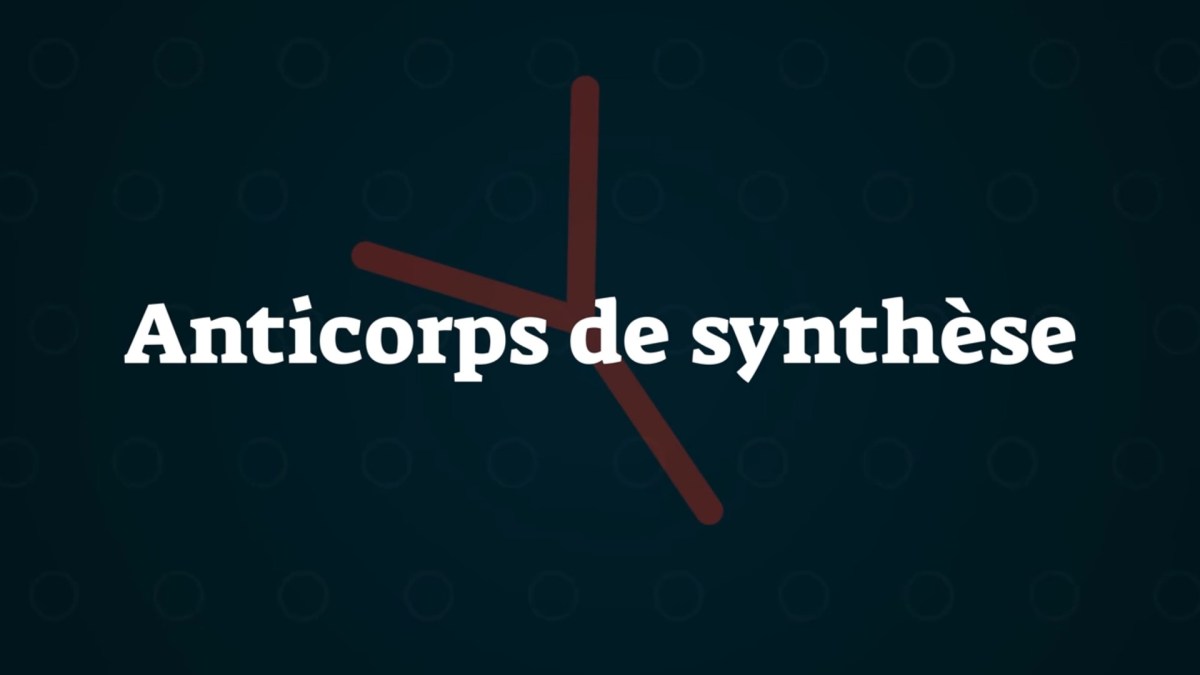 Les anticorps monoclonaux sont des anticorps de synthèse. // Source : Louise Audry/Numerama