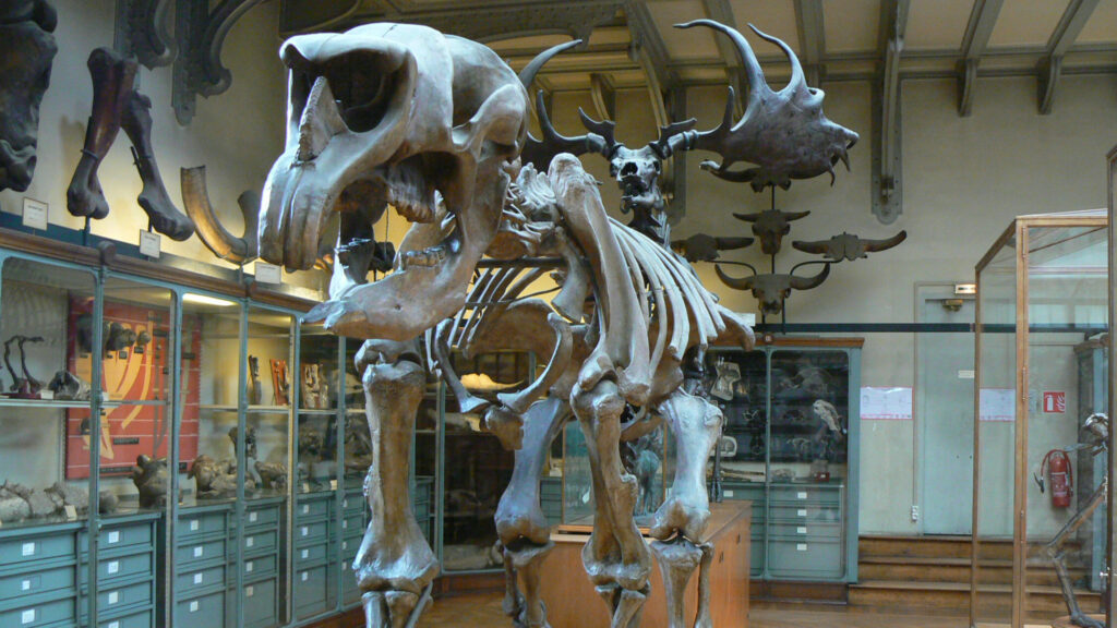 Diprotodon australis, espèce disparue. // Source : Wikimedia/Domaine public (photo recadrée)