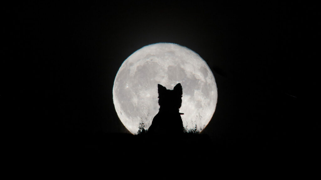 Ceci n'est pas un loup-garou. // Source : Kirsty Paton (photo recadrée)