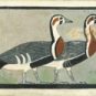 Zoom sur les oies issues d'une espèce disparue. // Source : Peinture issue de la tombe d'Itet (ancien empire de l'Égypte antique, 4 600 ans avant le XXIe siècle).