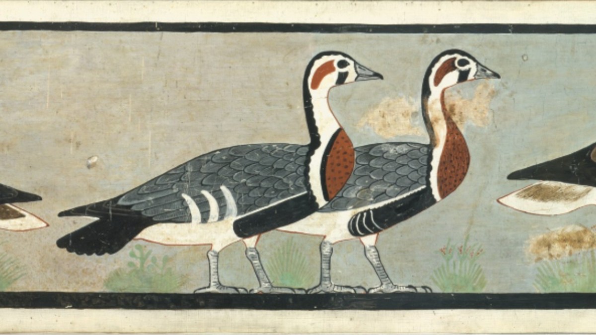 Zoom sur les oies issues d'une espèce disparue. // Source : Peinture issue de la tombe d'Itet (ancien empire de l'Égypte antique, 4 600 ans avant le XXIe siècle).