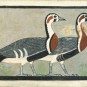 Zoom on geese from an extinct species.  // Source: Painting from the tomb of Itet (former empire of ancient Egypt, 4,600 years before the 21st century).