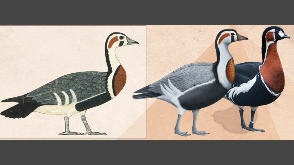 Comparaison entre l'oie présente sur le tableau (gauche) et Branta ruficollis (toute à droite). // Source : University of Queensland