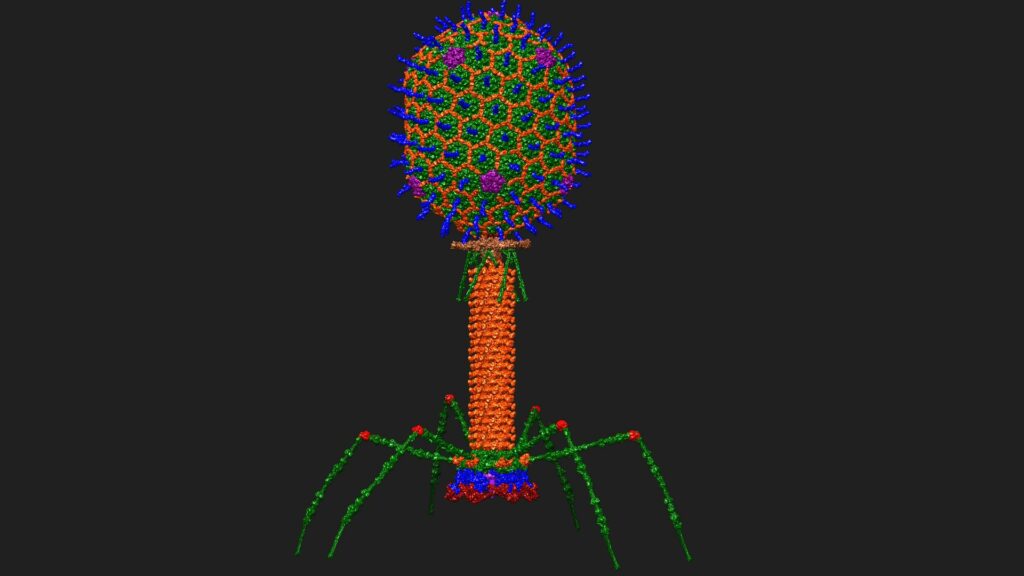 C'est à cela que ressemble un bactériophage -- ici modélisé à travers sa structure atomique. // Source : Dr Victor Padilla-Sanchez