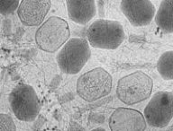 Bactériophages -- virus qui infectent des bactéries. // Source : Zeiss Microscopy / Flickr / CC