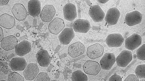 Bactériophages -- virus qui infectent des bactéries. // Source : Zeiss Microscopy / Flickr / CC