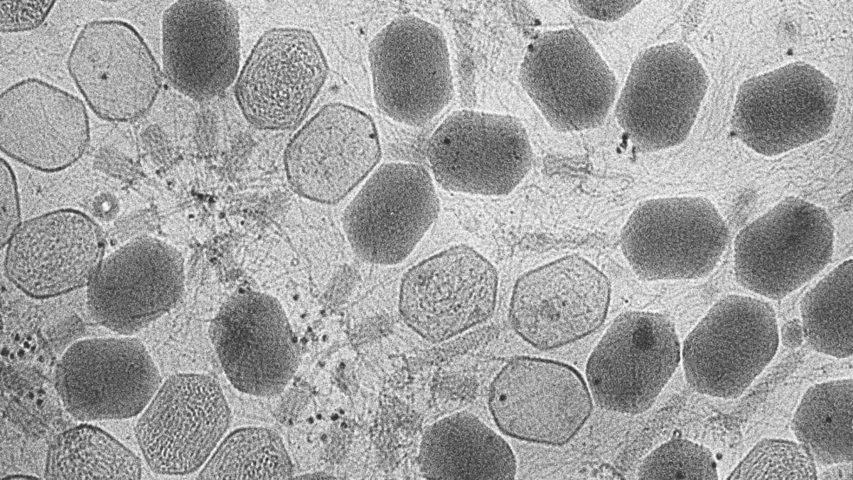 Bactériophages -- virus qui infectent des bactéries. // Source : Zeiss Microscopy / Flickr / CC