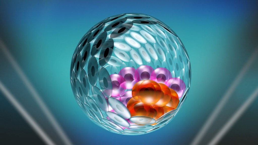 Image de synthèse d'un « iBlastoïde ». // Source : Monash University