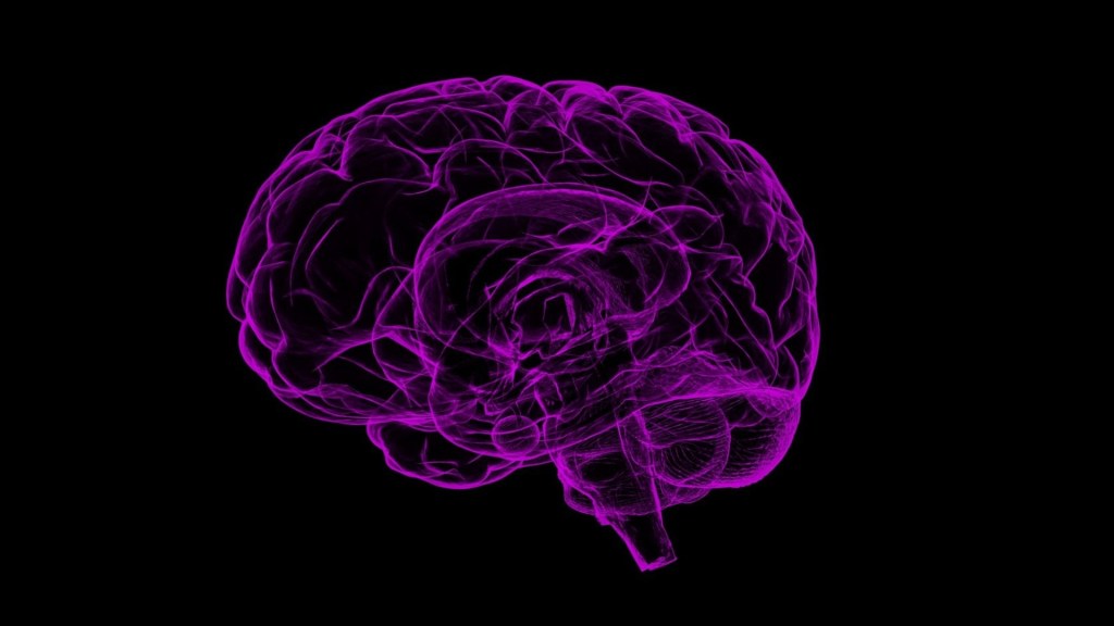 Cerveau humain. // Source : Pixabay